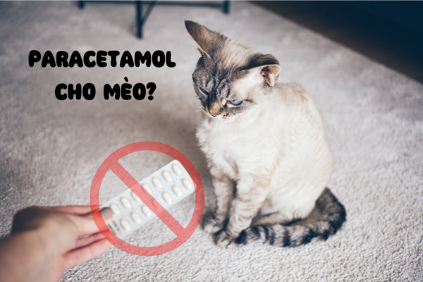 Hạ sốt cho mèo bằng Paracetamol