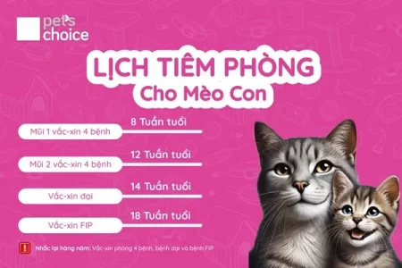 Lịch tiêm phòng vắc-xin cho mèo con