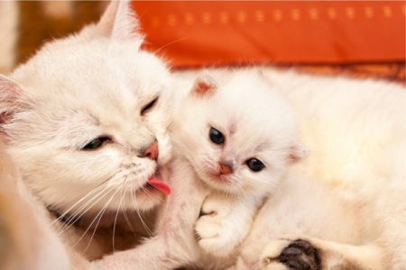 Giữ cho tinh thần mèo mẹ luôn thoải mái, vui vẻ